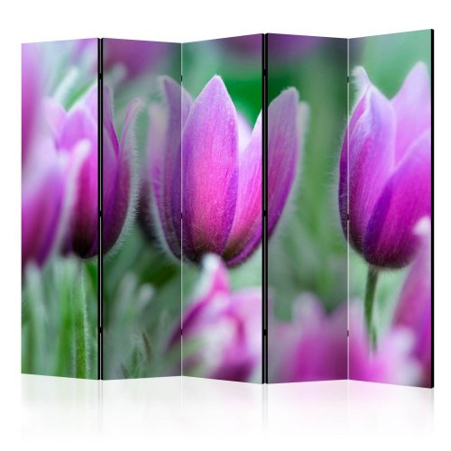 Paraván Purple spring tulips Dekorhome - ROZMĚR: 135x172 cm (3-dílný)