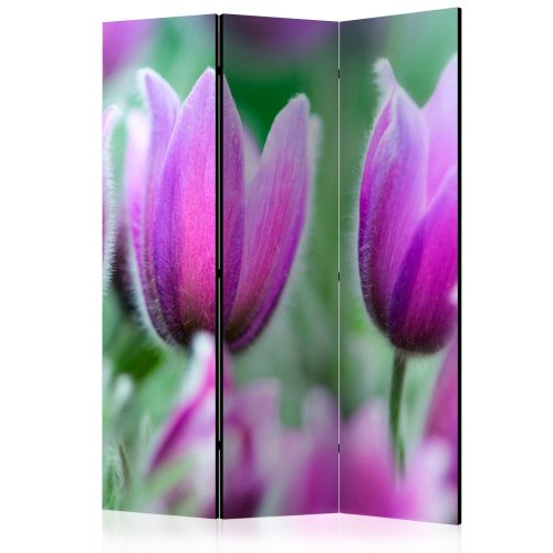 Paraván Purple spring tulips Dekorhome - ROZMĚR: 135x172 cm (3-dílný)