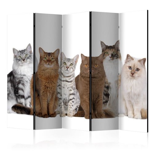 Paraván Sweet Cats Dekorhome - ROZMER: 135x172 cm (3-dielny)