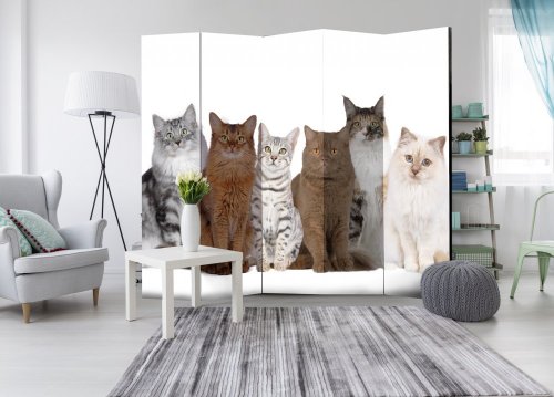 Paraván Sweet Cats Dekorhome - ROZMĚR: 135x172 cm (3-dílný)
