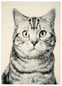 Kusový koberec Cat grey 160x230 cm